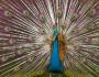 Герб гайаны Великолепная птица фрегат, Антигуа и Барбуда